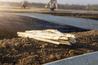 Asparagus harvest at farmer Hartmut Magin's in Mutterstadt, Rhineland-Palatinate