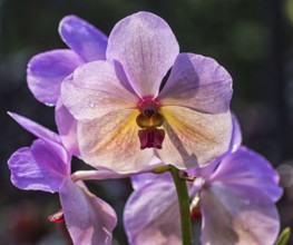 Pink orchid flowers in the botanical garden in Singapore