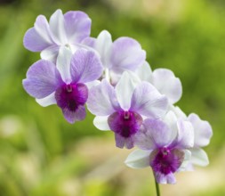 Pink with purple and white orchid flowers in the botanical garden