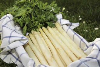 White asparagus decorated in a wooden crate