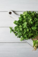 Bunch of fresh Cilantro, on a white wooden table, close-up, top view, no people