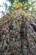 Sequoia (Sequoioideae), tree trunk, bark, nature, tree, plant, old, Piesberg, Osnabrück, Germany,