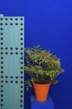 Flower decoration in the Majorelle garden, wall, clay plaster, indigo, blue, colourful, plants,