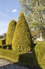 Cottage garden with topiary, hedges, trimmed bushes. Modern landscape design