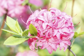 Rhododendron (azalea) flowers of various colors in the spring garden. Closeup. Blurred background