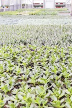 Various types of succulent in flower pots in the greenhouse. Closeup, selective focus