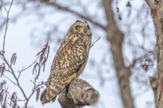 Short-eared owl (Asio flameus) sitting on a branch. Bas Rhin, Alsace, France, Europe