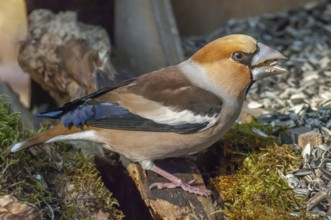 Hawfinch (Coccothraustes coccothraustes) sitting in the forest. Bas Rhin, Alsace, France, Europe