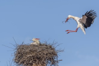 Pair of white stork (ciconia ciconia) building their nest in spring. Bas Rhin, Alsace, France,