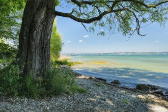 Tree provides shade on the beach near Lake Constance, Altnau in the canton of Thurgau, Switzerland,