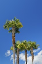 Palm trees against a blue sky in Ascona, Canton Ticino, Switzerland, Europe