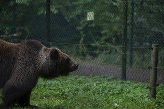 Brown bear, Müritz Bear Park, protection centre for brown bears from zoos, circuses and private