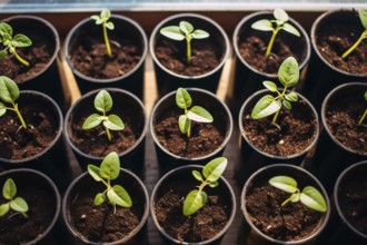 Small flower pots with plant seedlings ready to be replanted into garden in spring. KI generiert,