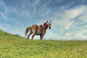 Haflinger, Ebbs, Tyrol, Austria, Europe, KI generated, Europe