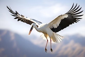 White stork soaring wings unfurled, AI generated