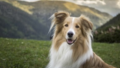 Pets, Dog, Collie, AI-generated, AI generated