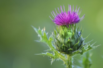 Purple thistle in bloom. KI generiert, generiert, AI generated