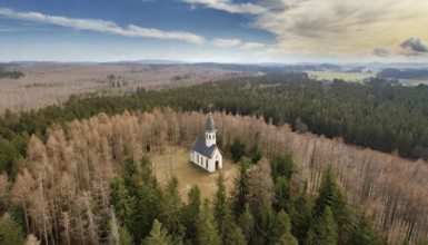 Forest, forest dieback, dead spruces due to drought and bark beetle, small church in the middle of