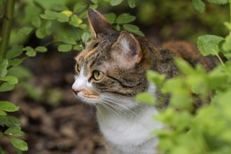 Cat, European Shorthair, domestic cat (Felis catus), tricoloured, Baden-Württemberg, Germany,