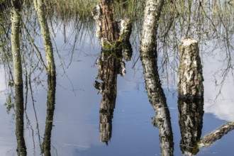 Moorland, rewetting, dead birch trees (Betula pendula), Emsland, Lower Saxony, Germany, Europe