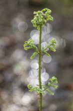 Spiny fern (Dryopteris carthusiana), frond shoot, province of Drenthe, Netherlands