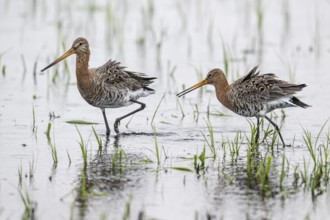 Black-tailed godwits (Limosa limosa), Lower Saxony, Germany, Europe