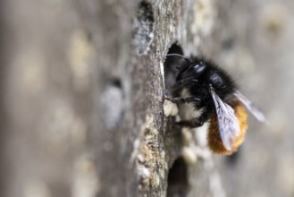 Hornfaced bee (Osmia cornuta), Emsland, Lower Saxony, Germany, Europe