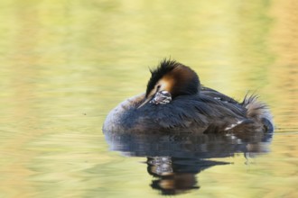 Sleeping great crested grebe (Podiceps scalloped ribbonfish) with chicks on the calm water,