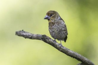 Hawfinch (Coccothraustes coccothraustes), Emsland, Lower Saxony, Germany, Europe