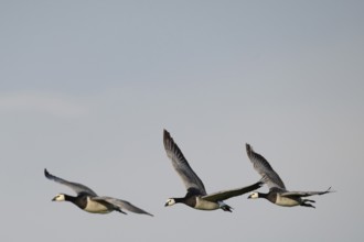 Barnacle geese or barnacle geese (Branta leucopsis) flying in formation over Hauke-Haien-Koog