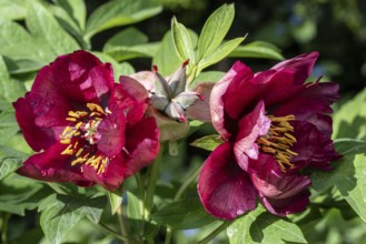 Shrub Peony Gauguin (Paeonia suffruticosa Gauguin), Emsland, Lower Saxony, Germany, Europe