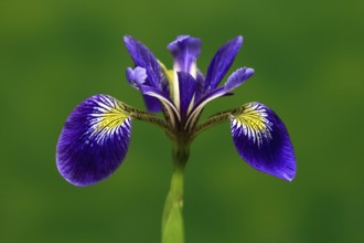 American marsh iris (Iris versicolor), flower, in bloom, at a pond, Ellerstadt, Germany, Europe