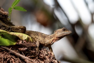 Common basilisk (Basiliscus basiliscus) adult female, Osa Peninsula, Puntarena Province, Costa