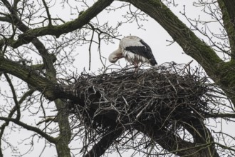 White stork (Ciconia ciconia), nesting in a tree, Nordhorn Zoo, Lower Saxony, Germany, Europe