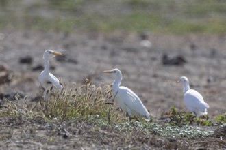 Cattle Egret (Bubulcus ibis), Lanzarote, Canary Islands, Spain, Europe