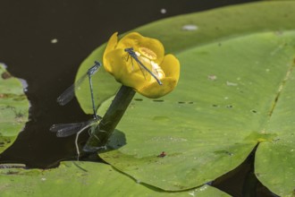 Azure damselflies (Coenagrion puella) laying eggs, Emsland, Lower Saxony, Germany, Europe