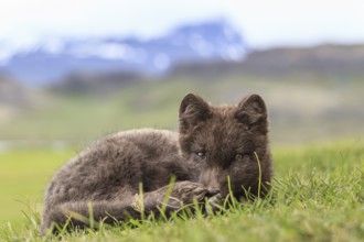 Dark arctic fox (Vulpes lagopus) lying in the grass in front of Bergen, attentive, East Fjords,