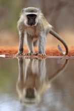 Vervet Monkey (Chlorocebus pygerythrus), adult, at the water, alert, Kruger National Park, Kruger