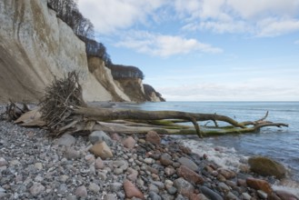 Deadwood on the cliffs, Rügen chalk cliffs, Mecklenburg-Western Pomerania, Germany, Europe