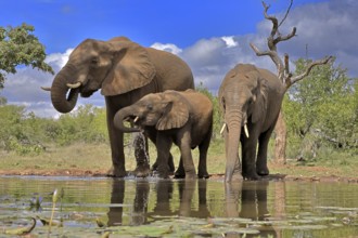 African elephant (Loxodonta africana), adult, female, mother, two young, mother with young, at the