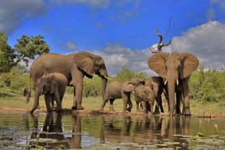 African elephant (Loxodonta africana), adult, juvenile, group with juveniles, at the water,