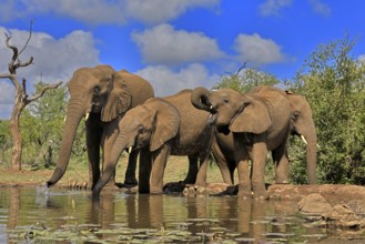 African elephant (Loxodonta africana), adult, juvenile, group with juveniles, at the water,