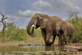 African elephant (Loxodonta africana), adult, bull, male, young, bull with young, at the water,