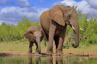 African elephant (Loxodonta africana), juvenile, mother, adult, female, mother with juvenile, at