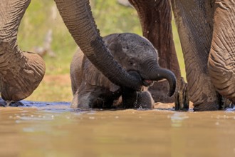 African elephant (Loxodonta africana), young animal, calf, baby elephant, mother, young animal with