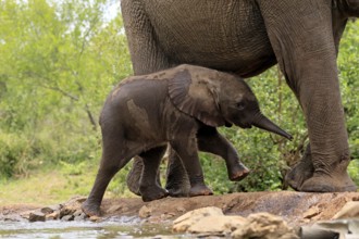 African elephant (Loxodonta africana), young animal, calf, baby elephant, mother, young animal with