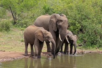 African elephant (Loxodonta africana), juvenile, mother, adult, female, mother with two juveniles,