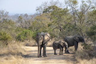 African elephant (Loxodonta africana), group with young standing on a road, Kruger National Park,