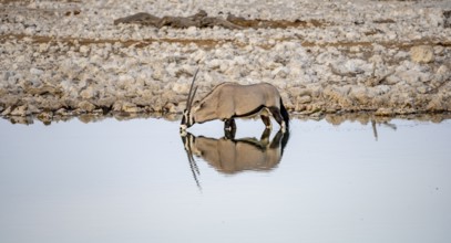 Gemsbok (Oryx gazella), Oryx standing in the water and drinking, Moringa waterhole, Etosha National