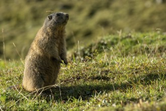 Marmot (Marmota marmota) in the morning sun, Tschagguns, Rätikon, Montafon, Vorarlberg, Austria,